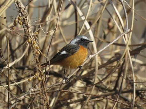 鳥 庭|庭に来る野鳥たち